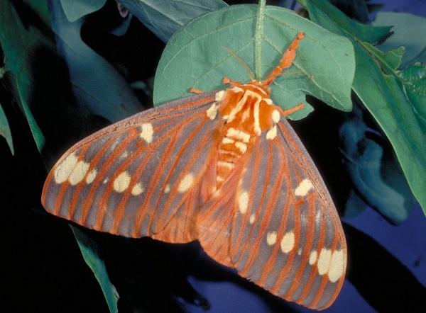 Royal Walnut moth