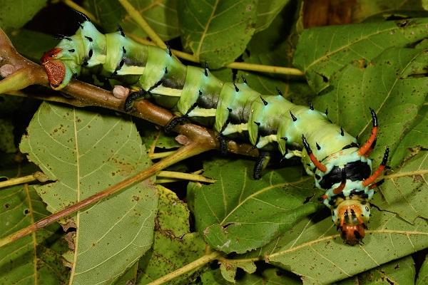 royal valnød caterpillar