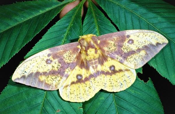 imperial moth