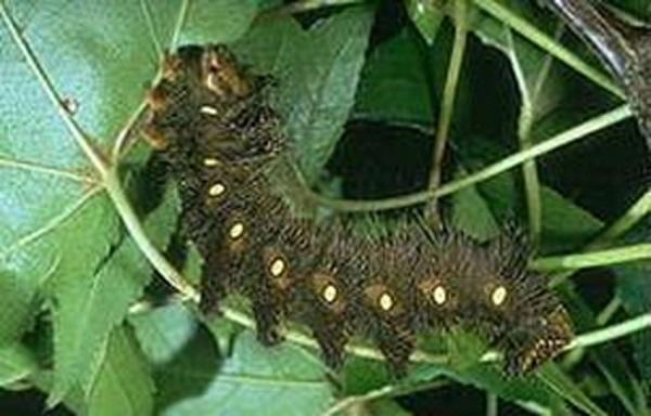 Caterpillar imperial moth