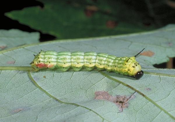 Caterpillar mapleworm cu dungi verzi