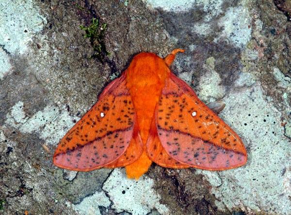 polilla del gusano de roble espinoso