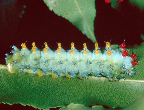 oruga polilla de cecropia