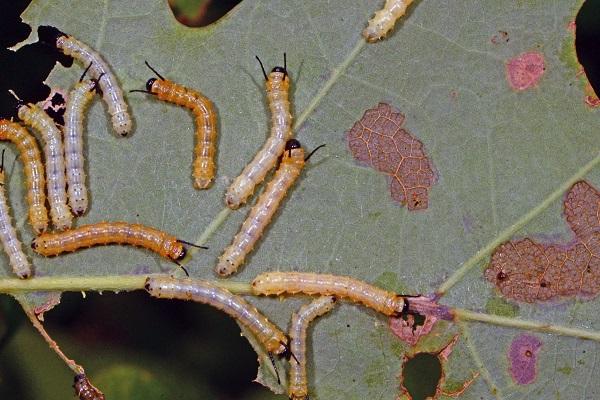 lagarta de minhoca espinhosa