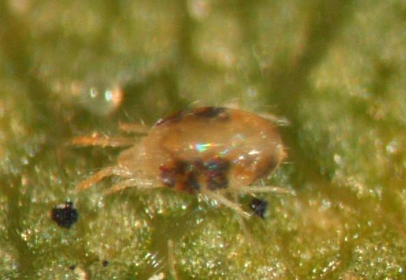 Figure 3. Two-spotted spider mite usually have two dark spots, but some may be red in color.