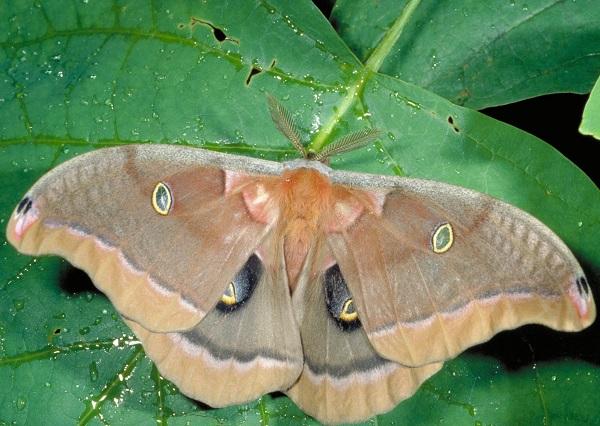 Polyphemus moth