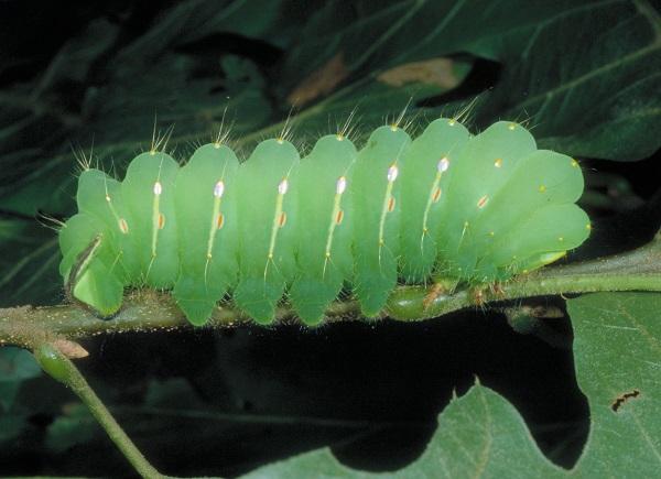 chenille de la teigne polyphème