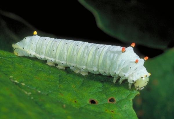 promethea moly hernyó