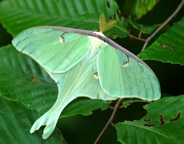 Luna moth