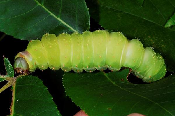 luna møll caterpillar