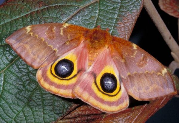 io moth female