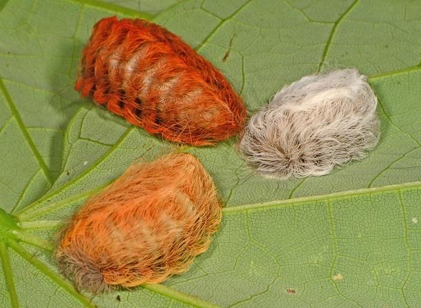 black wave flannel moth caterpillar