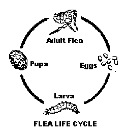Flea Life Cycle Flea Life Cycle