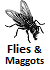 Flies and Maggots