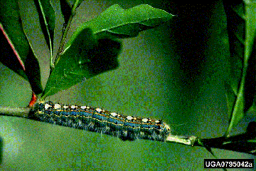 FTC Larva FTC Larva