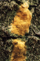 Gypsy Moth Egg Mass Gypsy Moth Egg Mass