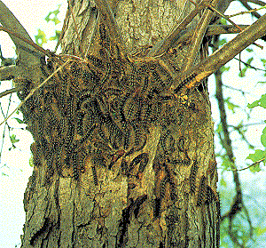 Gypsy Moth Larva Mass Gypsy Moth Larva Mass