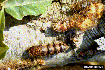 Gypsy Moth Pupa Gypsy Moth Pupa