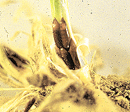 Hessian Fly "Flax Seed" stage Hessian Fly "Flax Seed" stage