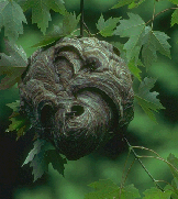 Hornet Nest Hornet Nest