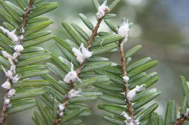 Hemlock woolly adelgid on hemlock branches Hemlock woolly adelgid on hemlock branches