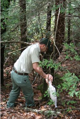 Treating Hemlock Trees for HWA Treating Hemlock Trees for HWA