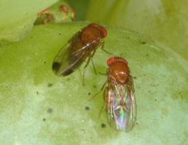 A male (left) and female SWD. A male (left) and female SWD.