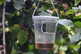 An apple cider vinegar baited SWD trap. An apple cider vinegar baited SWD trap.