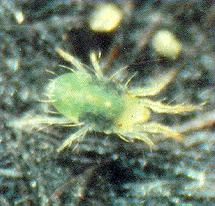 2 Spotted Spider Mite 2 Spotted Spider Mite