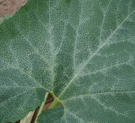 Silverleaf Whitefly Silverleaf Whitefly