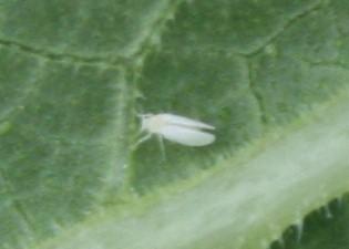 Silverleaf Whitefly Silverleaf Whitefly