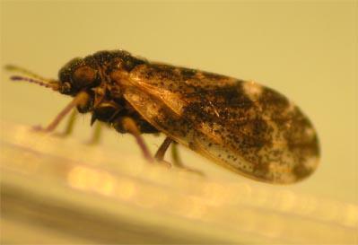 Hackberry Psyllid Hackberry Psyllid