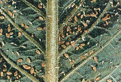 Aphid infestation Aphid infestation