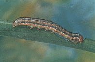 Armyworm Larva Armyworm Larva
