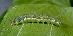Beet Armyworm Beet Armyworm