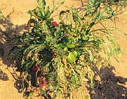 Beet Armyworm Damage Beet Armyworm Damage