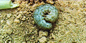 Black Cutworm Larva Black Cutworm Larva