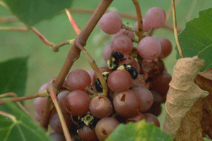 Bees on Grapes Bees on Grapes