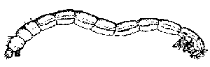 Bloodworm Bloodworm