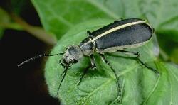 Blister Beetle Blister Beetle