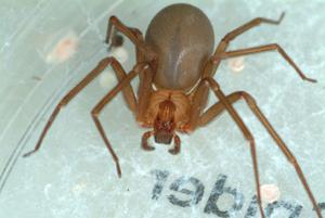 The adult brown recluse