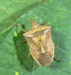 Brown Stink Bug Brown Stink Bug