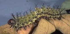 Buck Moth Caterpillar Buck Moth Caterpillar