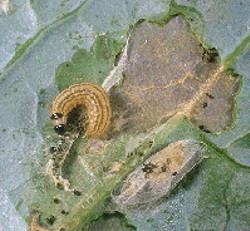 Cabbage Webworm Damage Cabbage Webworm Damage