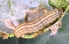 Cabbage Webworm Larva Cabbage Webworm Larva