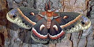 Cecropia Moth Cecropia Moth
