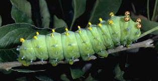 Cecropia Caterpillar Cecropia Caterpillar
