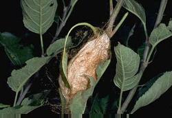 Cecropia Pupa Cecropia Pupa
