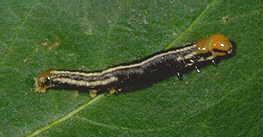 Common Stalk Borer Common Stalk Borer