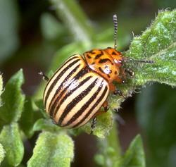 Colorado Potato Beetle Colorado Potato Beetle